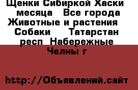 Щенки Сибиркой Хаски 2 месяца - Все города Животные и растения » Собаки   . Татарстан респ.,Набережные Челны г.